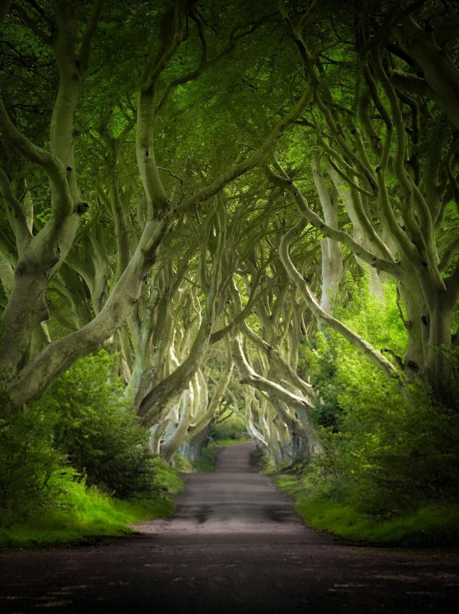 The Dark Hedges, a beech-tree tunnel over a country road in Co Antrim